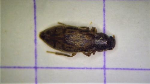 Réf. 277 921 : Marolia variegata